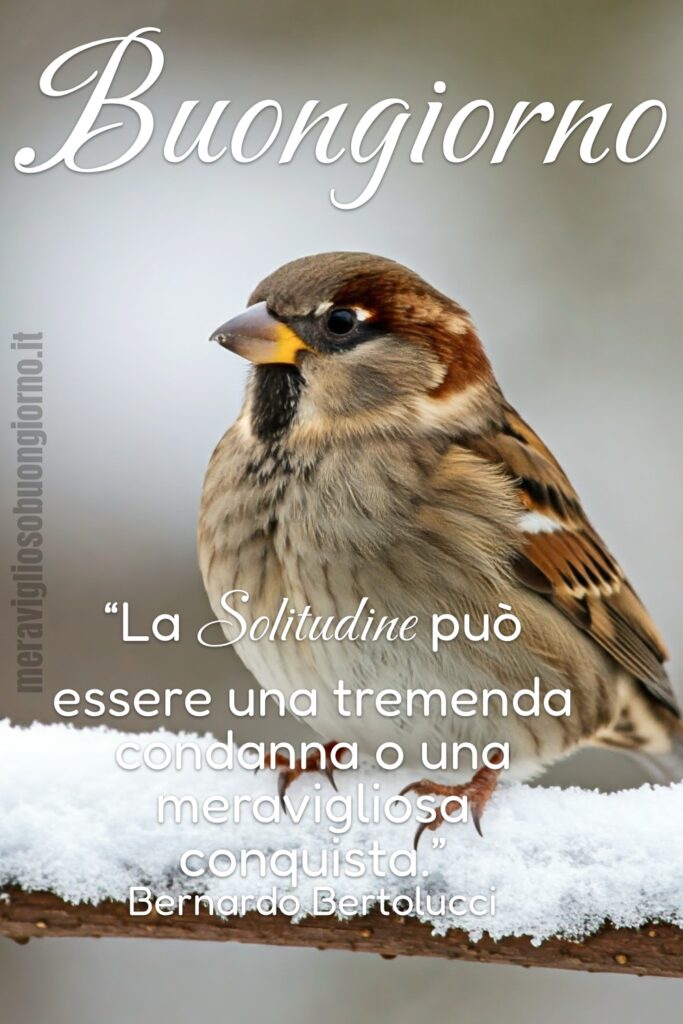 L'immagine di un uccellino appoggiato su un ramoscello innevato, assieme al buongiorno e ad una frase sulla solitudine.